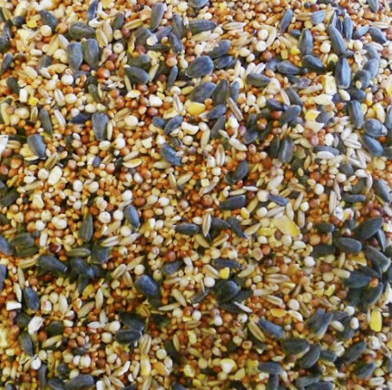 Colonel's F1 Seed 20KG-1